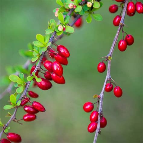 burberry fruta|is barberry poisonous.